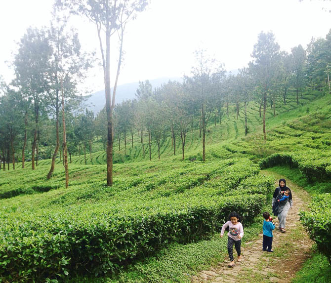 Hasil gambar untuk agro gunung mas puncak bogor